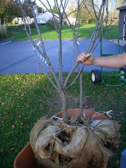 a broken root ball frequently leads to survival failure