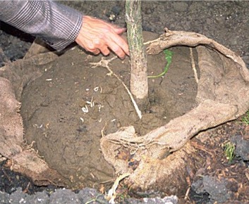 excess dirt above the trunk flare reduce the quanity of roots in the ball